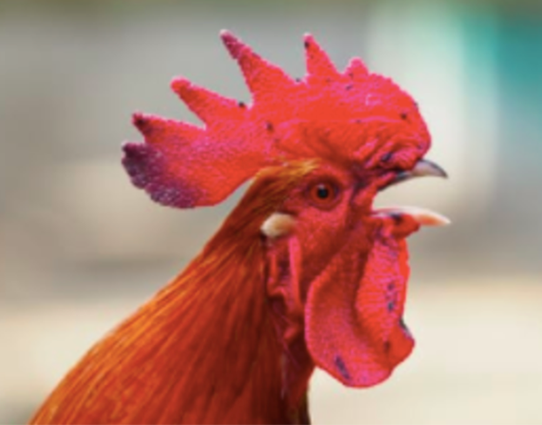 Red-crested rooster crowing